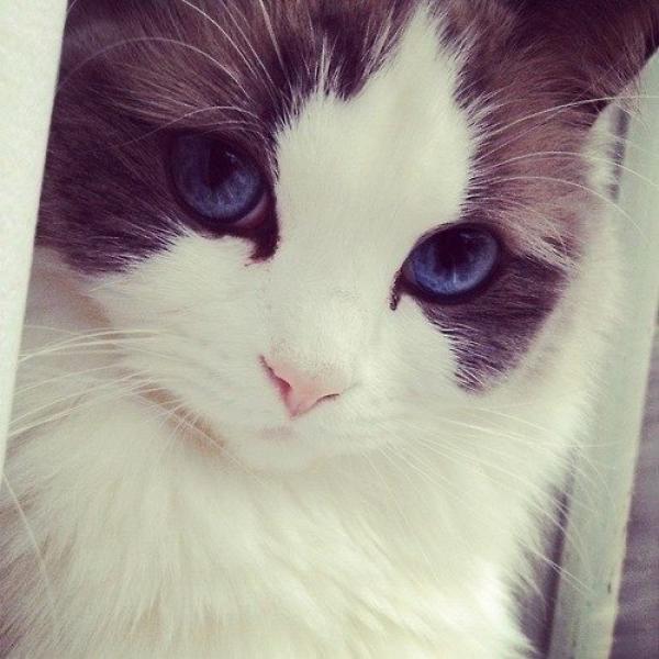 cat10