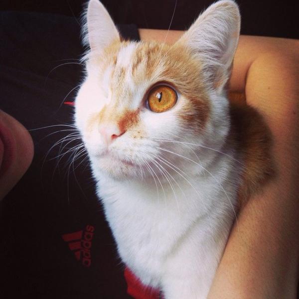 cat25