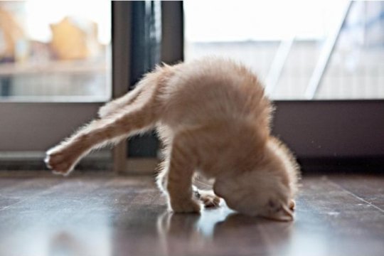 funnycat2