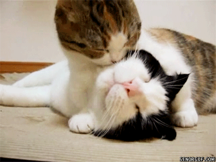 1301133732 funny pictures gifs cat kiss