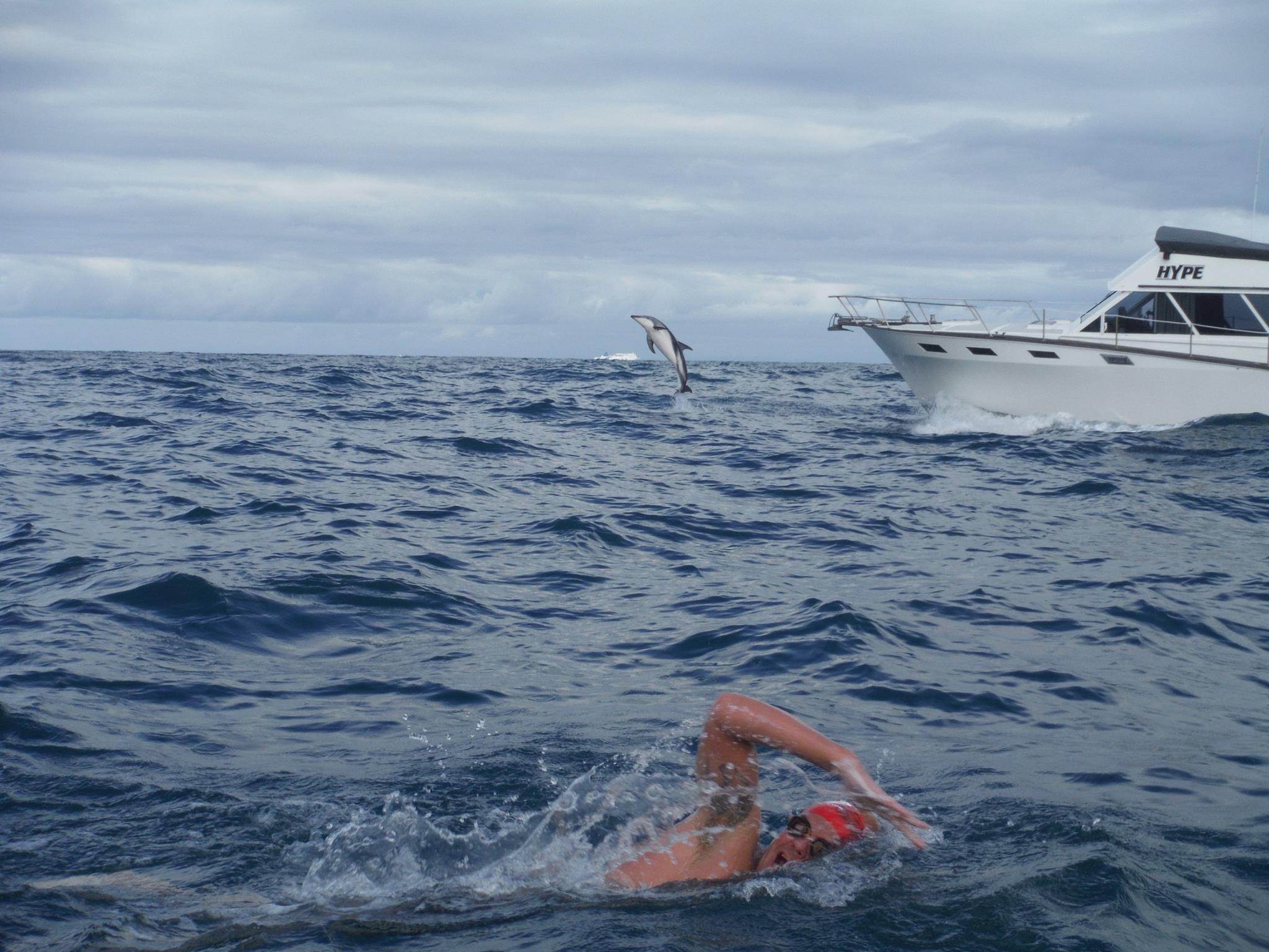 dolphins1