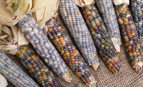 corn