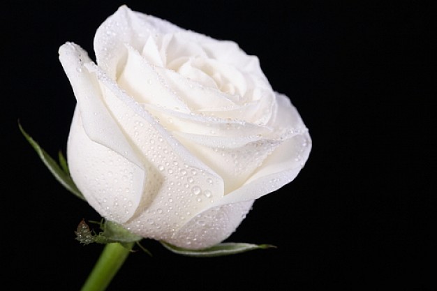white rose flower petals flower petal 368137