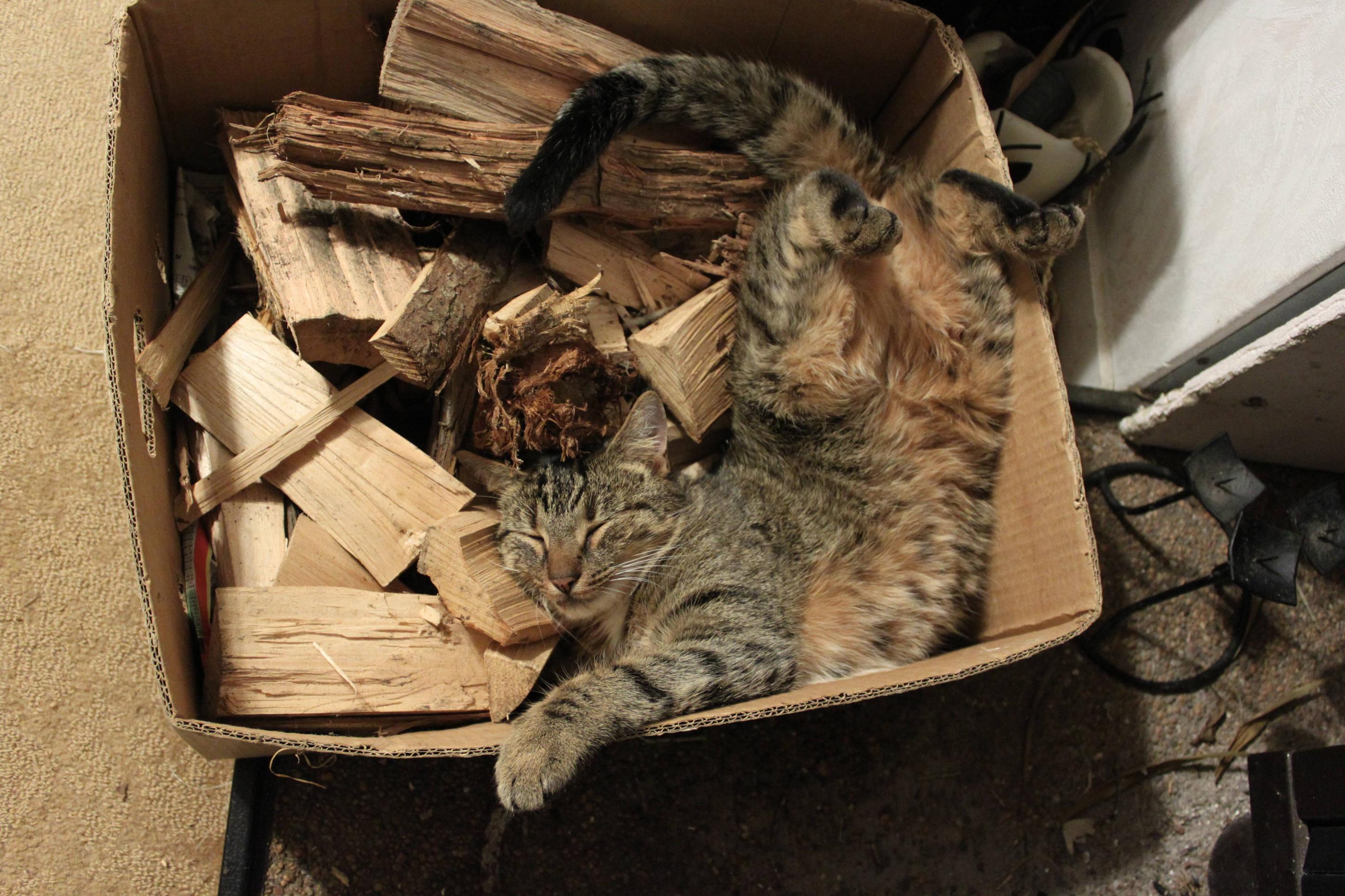 Cat-in-a-box