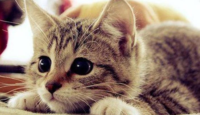 Η επιστήμη μίλησε: Το να βλέπεις βιντεάκια με γάτες σε κάνει πιο...