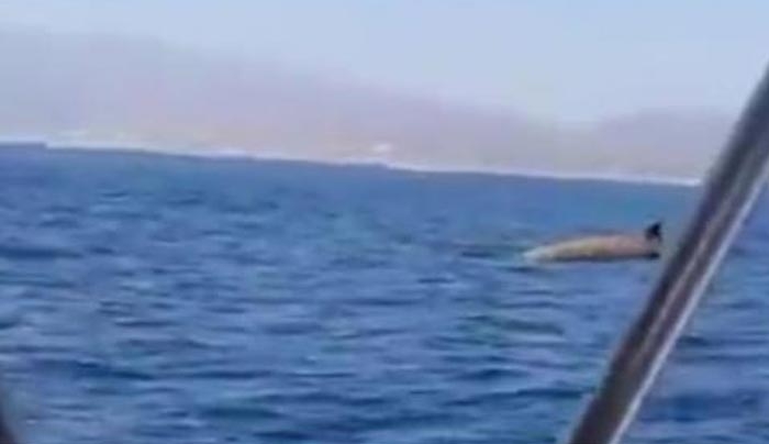 Μια φάλαινα &quot;ζιφιός&quot; κολυμπάει στα νερά της Κρήτης - ΒΙΝΤΕΟ