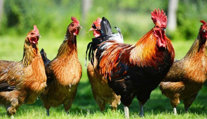 Αυτό Είναι το πιο Πολυτελές Κοτέτσι στον Κόσμο