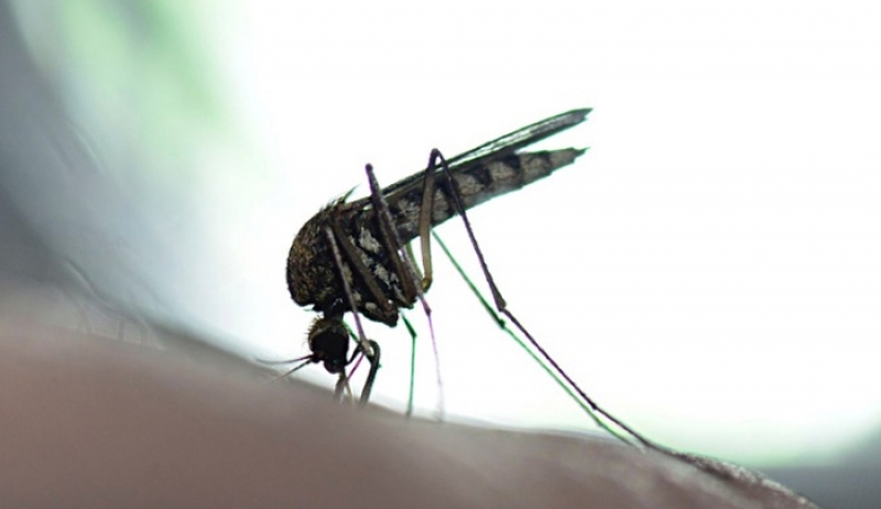 Ιός του Δυτικού Νείλου: Προσοχή στην μόλυνση από τα κουνούπια – Τι λέει το ΚΕΕΛΠΝΟ