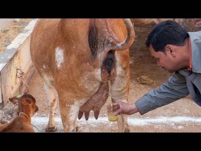 Ο 42χρονος Ζαιράμ Σιγκάι πίνει ούρα αγελάδας πάνω από μια δεκαετία και έχει βρει την υγειά του!