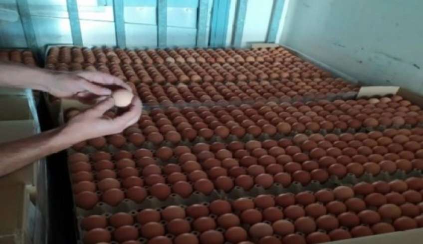 Το ΣΔΟΕ κατάσχεσε 300.000 αυγά από τη Βουλγαρία με προορισμό επιχειρήσεις στη Γλυφάδα, στην Κω και στο Ρέθυμνο, που θα τα «βάφτιζαν» ελληνικά λόγω Πάσχα