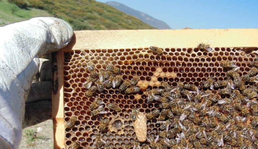 Τμήμα Αγροτικής Οικονομίας ΠΕ Κω: Υποβολή αιτήσεων για το πρόγραμμα στήριξης στον τομέα Μελισσοκομίας