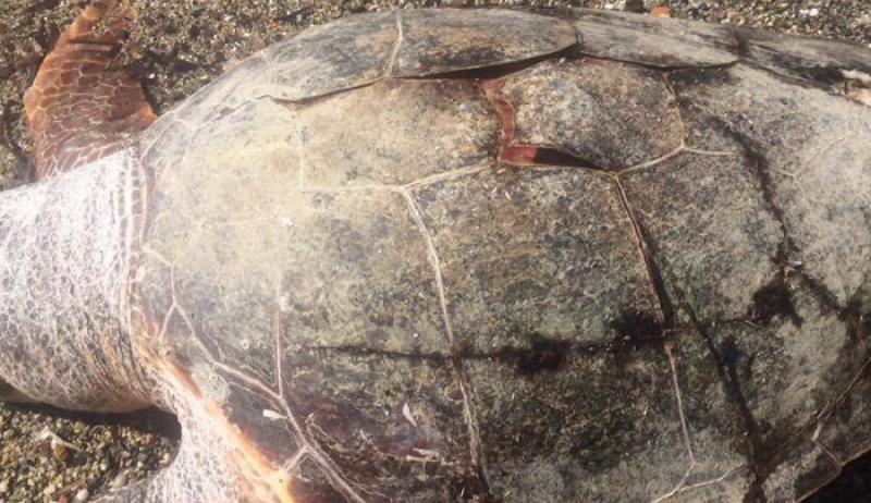 Κως: Άλλη μια νεκρή χελώνα ξεβράστηκε στις ελληνικές ακτές
