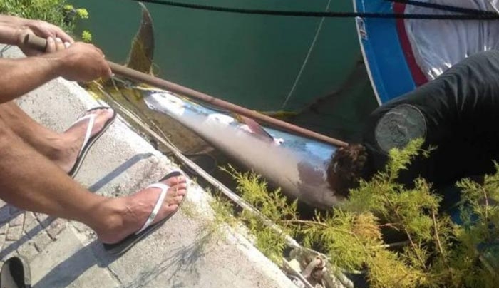 Κεφαλονιά: Τα δίχτυα του ψαρά έκρυβαν μία έκπληξη 220 κιλών - Δείτε τι έβγαλε στη στεριά (φωτό)
