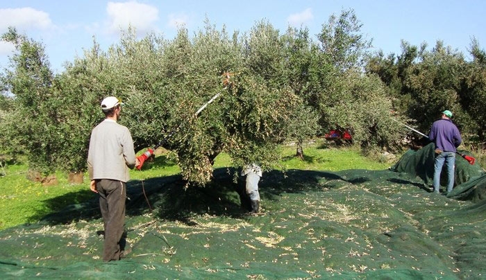 Στα δίχτυα του ΕΦΚΑ και οι δέκα ρίζες ελιές