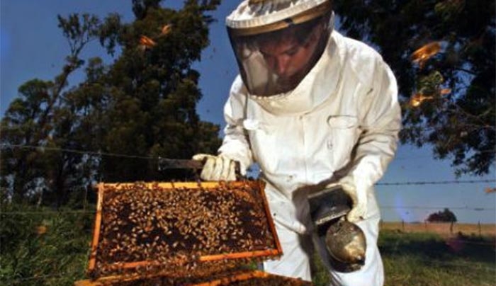 «Εκπαιδεύσεις Μελισσοκόμων» σε Ρόδο και Σύμη