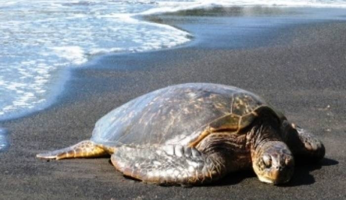 Νεκρή θαλάσσια χελώνα στην παραλία στο Τιγκάκι