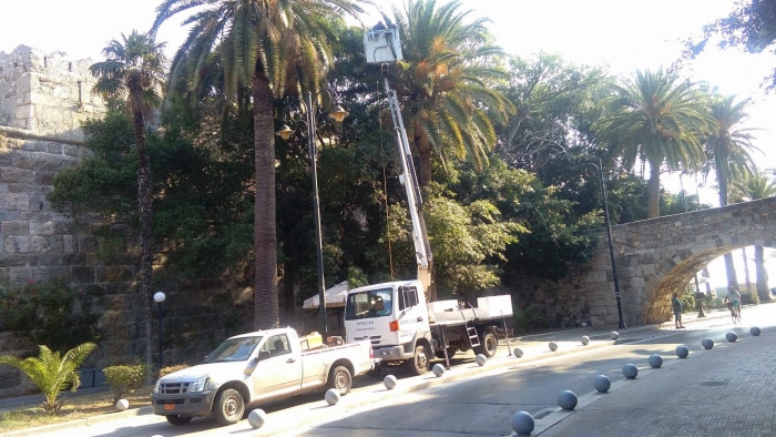 Προληπτικοί έλεγχοι από το Δήμο Κω για το “κόκκινο σκαθάρι”.