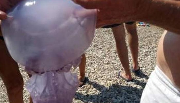 Μέδουσα-γίγας σε παραλία της Πάτρας -«Κολυμπούσε» μαζί με τους λουόμενους [εικόνες]