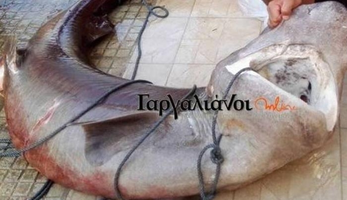 Καρχαρίας τριών μέτρων στο λιμάνι της Μαραθούπολης! (φωτό)