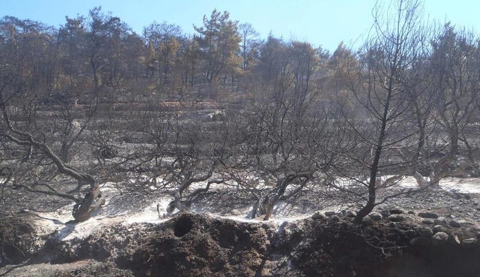 Θλιβερές εικόνες από τα καμμένα μαστιχόδεντρα στη Χίο