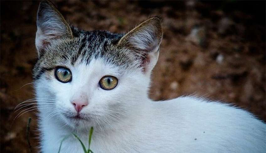 Πάτρα: Αδιανόητη κτηνωδία - Ανεγκέφαλοι δηλητηρίασαν δώδεκα γάτες