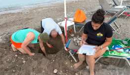 Ρόδος: 79 χελωνάκια Caretta caretta βγήκαν μέσα από φωλιά κάτω από ξαπλώστρα στα Κολύμπια