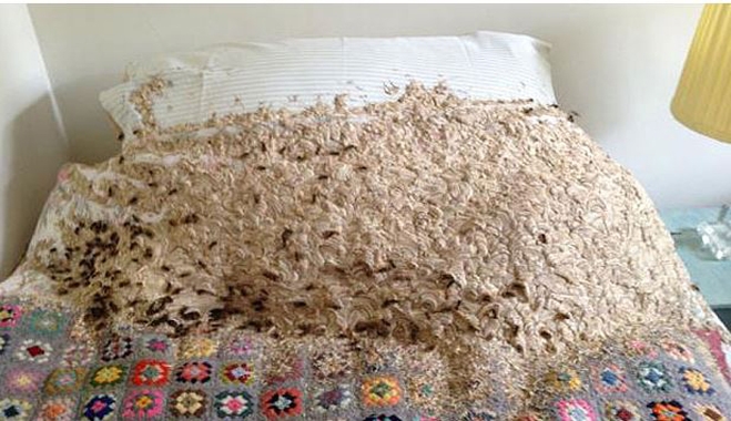 Βρήκε στο υπνοδωμάτιό του 5.000 σφήκες! (φωτό)