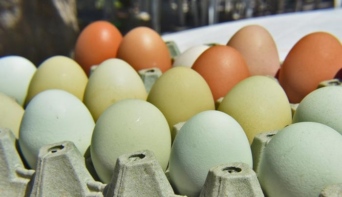 Κότες γεννούν... πράσινα αυγά - ΦΩΤΟ