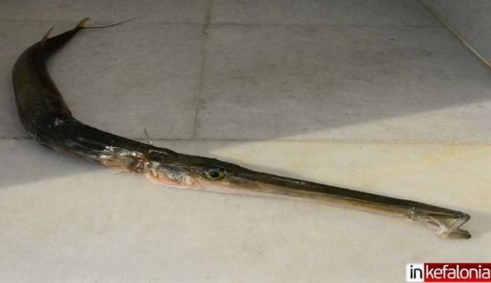 Σπάνιο δηλητηριώδες ψάρι εμφανίστηκε στην Ελλάδα (φωτο)