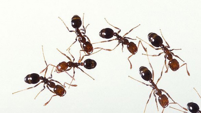 Φυσικοί τρόποι για να εξαφανίσετε τα μυρμήγκια από το χώρο σας