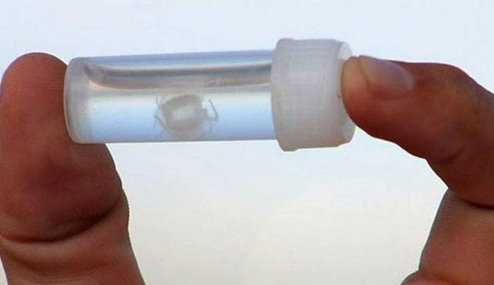 Τα δέκα πιο θανατηφόρα μικροσκοπικά πλάσματα του κόσμου (φωτό)