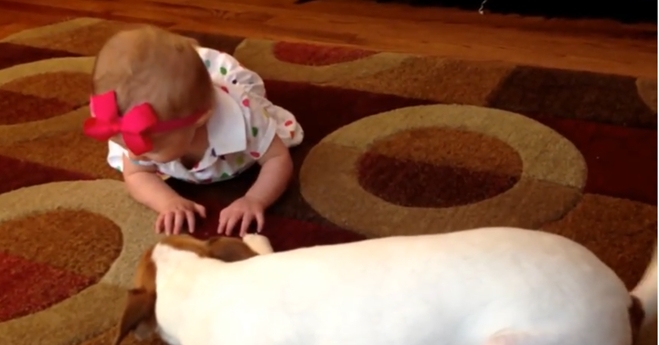 Σκύλος δείχνει σε κοριτσάκι πώς θα μπουσουλήσει! (Video)