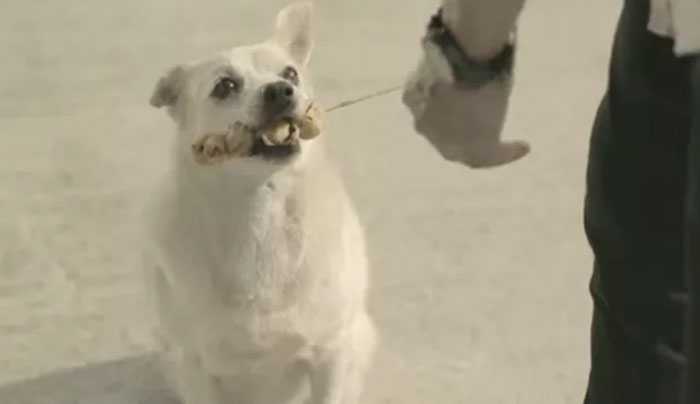 Τάισε αδέσποτο σκύλο και του το ανταπέδωσε! (Video)