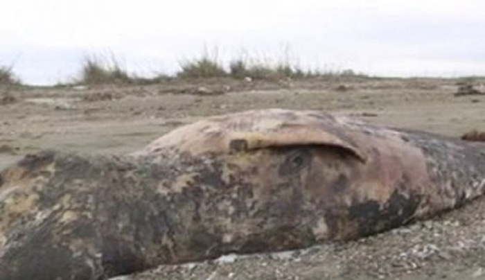 Σπάνιο είδος φάλαινας με όψη δελφινιού ξεβράστηκε στην Αλεξανδρούπολη [βίντεο]