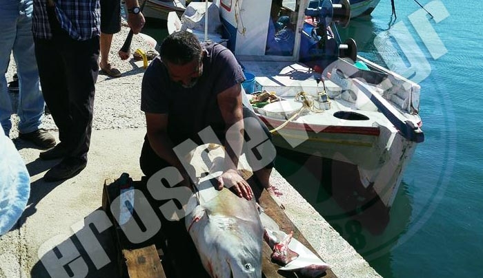 ΛΕΙΨΟΙ: Ψάρεψαν λευκό καρχαρία με... παραγάδι [ΦΩΤΟ]