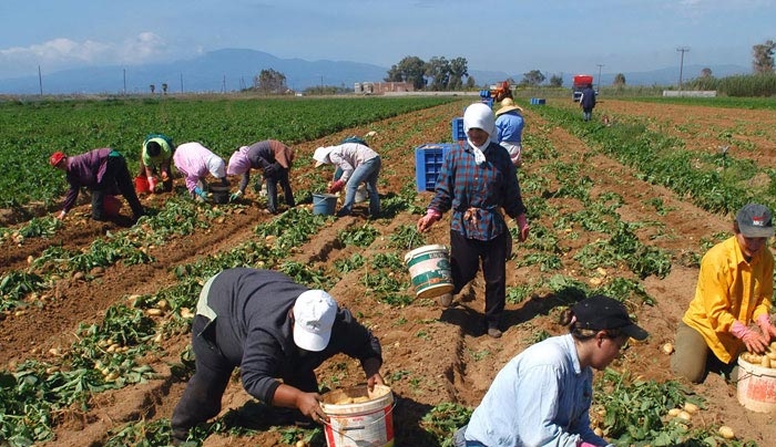 «Χορήγηση στρεμματικής ενίσχυσης για τους καλλιεργητές φθινοπωρινής πατάτας περιόδου 2016 – Αιτήσεις μέχρι  30 Σεπτεμβρίου 2016»