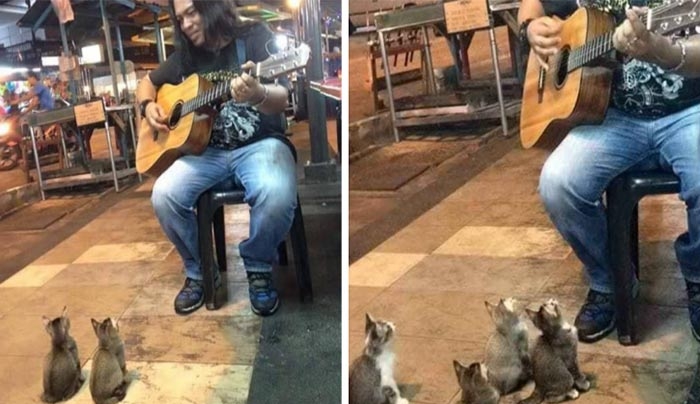 Έπαιζε μουσική μόνος του στον δρόμο και όλοι τον αγνοούσαν. Μέχρι που εμφανίστηκαν αυτά τα 4 γατάκια! (Βίντεο)