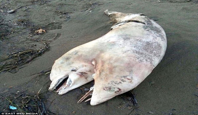 Βρέθηκε νεκρό δελφίνι με δύο κεφάλια