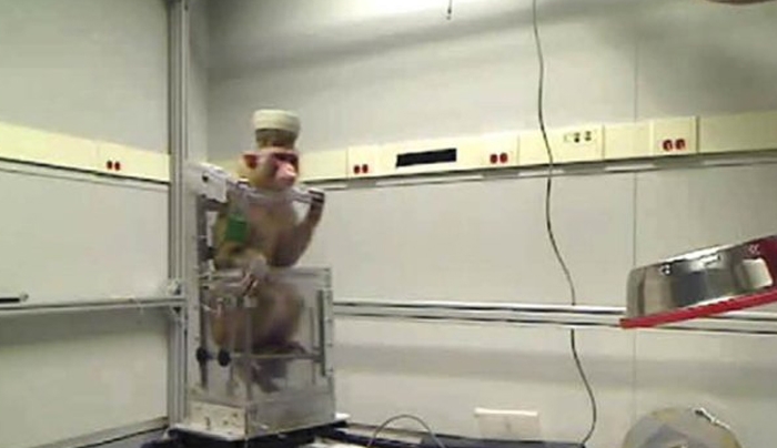 Απίστευτο: Μαϊμού οδηγεί αναπηρικό αμαξίδιο με τη δύναμη του νου (ΒΙΝΤΕΟ)
