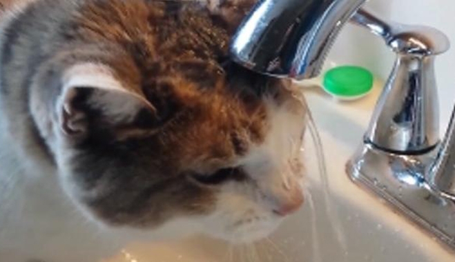 Η αποτυχημένη προσπάθεια της γάτας να πιει νερό από τη βρύση