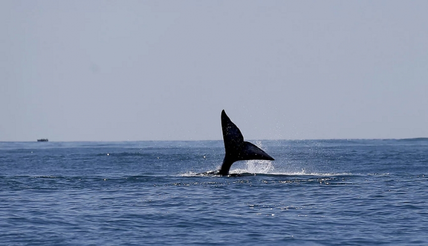 Γαλλία: Γκρίζα φάλαινα στη Μεσόγειο -Είχε παρατηρηθεί για τελευταία φορά το 2010 [βίντεο]