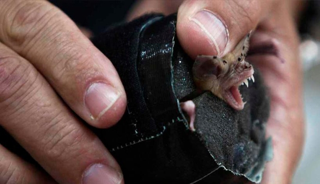 Αμαλιάδα: Συναγερμός στο ΚΕΕΛΠΝΟ για νυχτερίδα που δάγκωσε 60χρονο