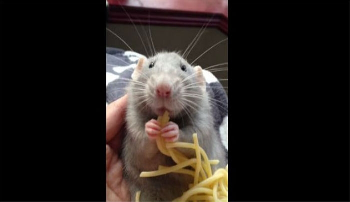 Ο Ratatouille υπάρχει στ'αλήθεια! Δείτε τον να τρώει μακαρόνια (Βίντεο)