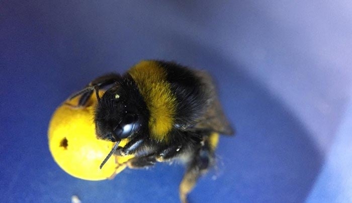Μέλισσες μαθαίνουν να παίζουν μπάλα και … σκοράρουν – ΒΙΝΤΕΟ