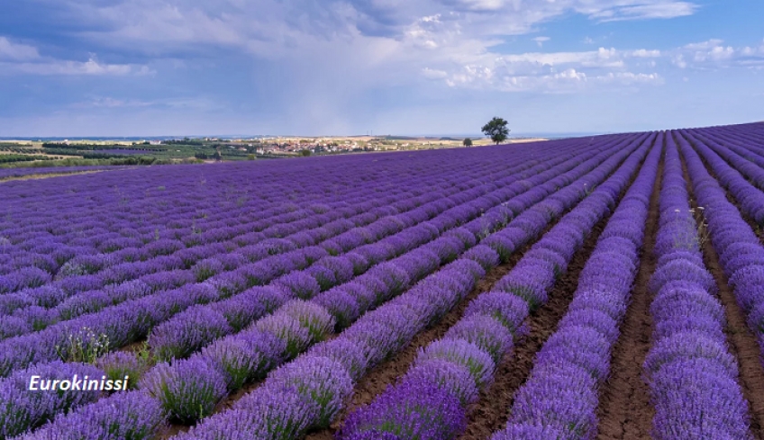 Υπεγράφη η ΚΥΑ για τις ενισχύσεις σε λεβάντα, ξηρά σύκα, επιτραπέζια ελιά και καπνό - Έως 30 Ιουνίου η πληρωμή