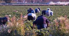 Υπ. Μετανάστευσης: Αναμένονται 5.000 Αιγύπτιοι εποχιακοί εργάτες