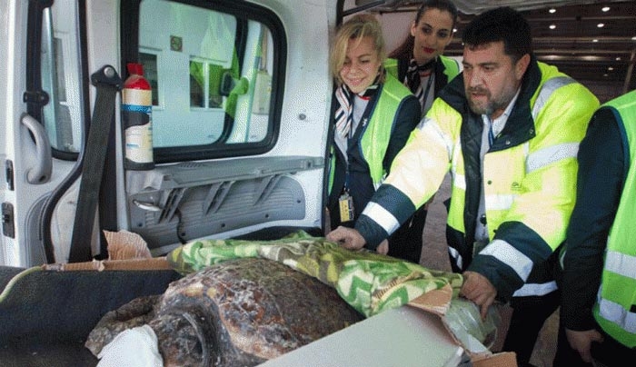 Φαρμακονήσι: Επιχείρηση διάσωσης με αυτοκίνητα, πλοία και αεροπλάνα για μία χελώνα Caretta-Caretta