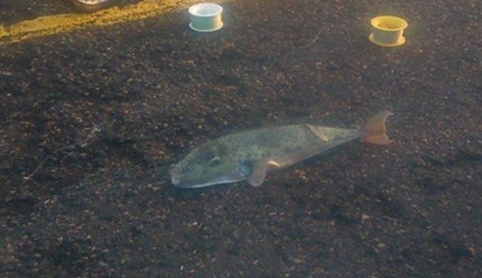 Ηράκλειο: Τεράστιος λαγοκέφαλος στο λιμάνι - Τα έχασαν όταν έβγαλαν το τοξικό ψάρι στη στεριά [pics]