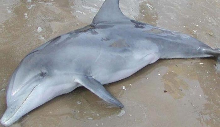 Νεκρό δελφίνι εκβράστηκε στα Χανιά (φωτό)
