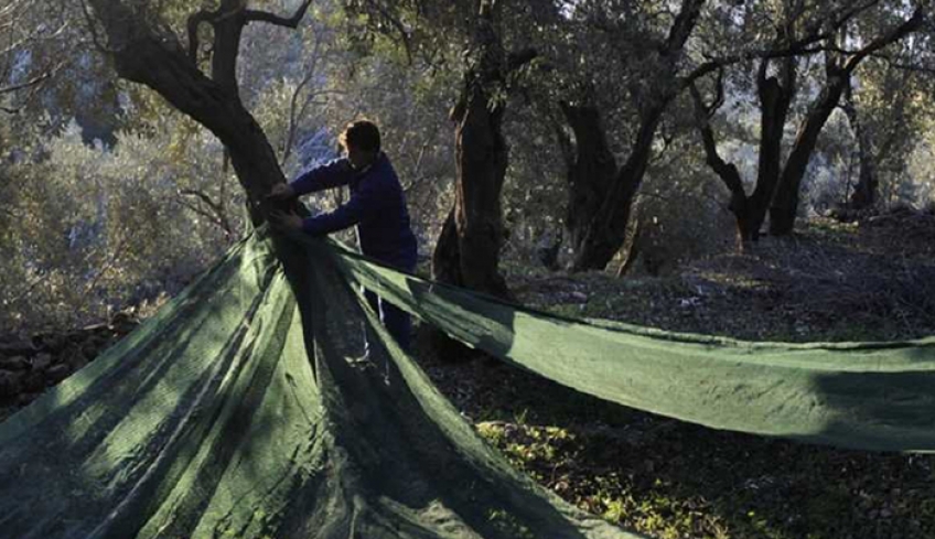 Επικίνδυνο βακτήριο που «χτυπάει» τις ελιές μπορεί να προκαλέσει τον αφανισμό ολόκληρων περιοχών στην Ελλάδα